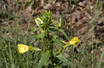 Common evening-primrose